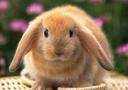 属兔的几月出生最不好 属兔人几月出生最命苦