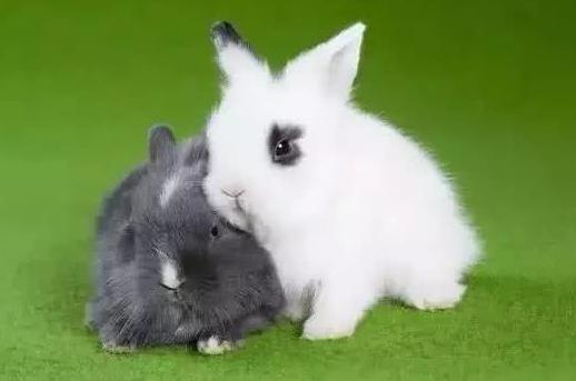 为什么不要二月的兔 属兔人几月出生最命苦