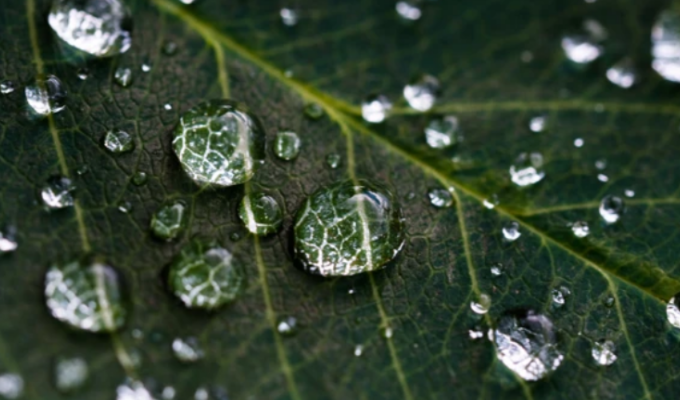 雨水节气的特点和风俗 雨水节气吃什么食物