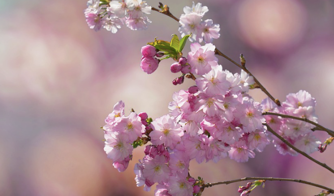 梅花易数起卦方法详解 梅花易数解卦对照表口诀