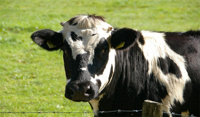2024属牛要小心一个人 2024年属牛人的全年运势详解
