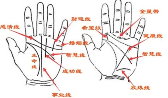 女人掌纹图解算命详解 女人手掌掌纹图解法