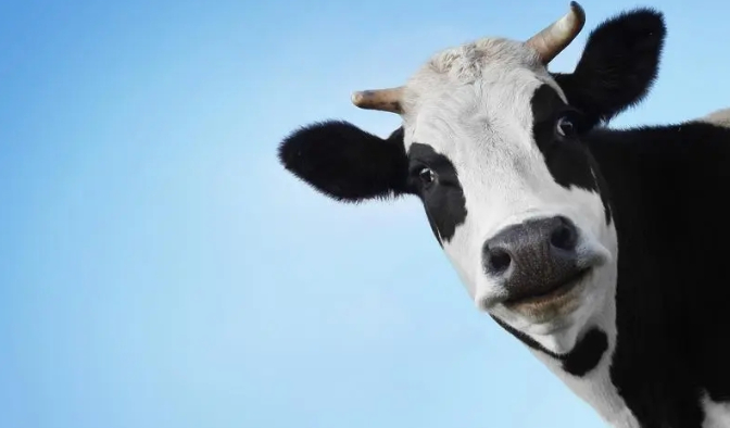牛遇龙年2024年怎么样 2024年属牛最大转变的一年吗